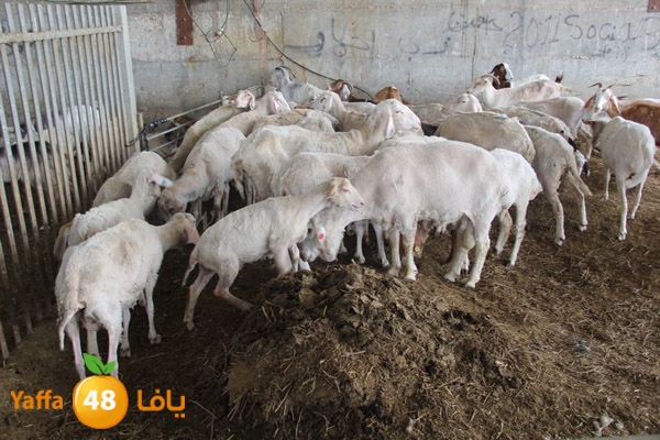 abo selmeiy 0528 (38).JPG